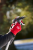 Web Image Extra-FELCO 290_29.png
